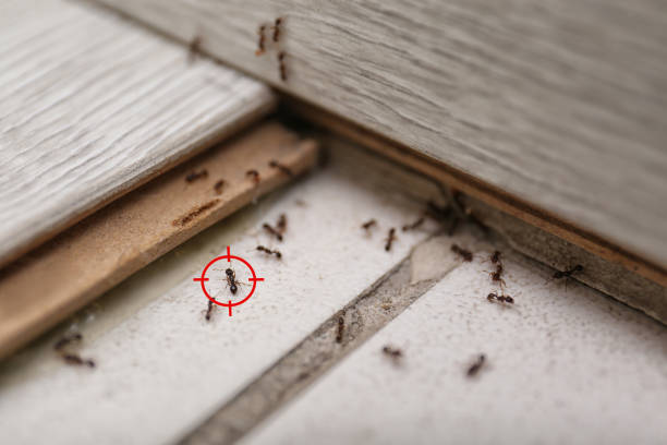 Pest Prevention Services in Grove City, PA
